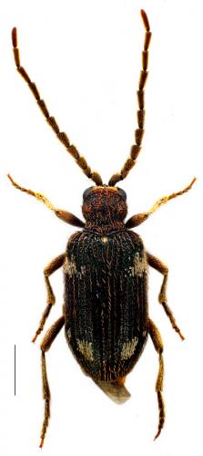Réf. 84 114 : Ptinus sexpunctatus