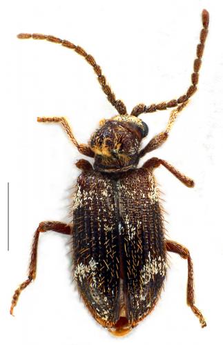 Dignomus irroratus