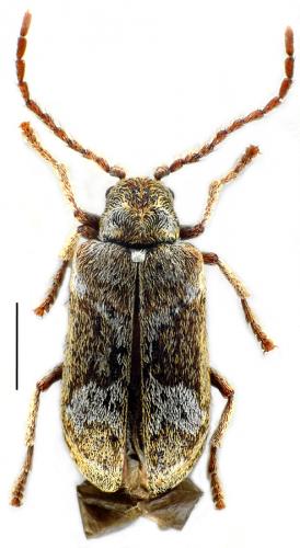 Réf. 84 678 : Ptinomorphus imperialis