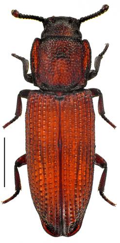 Réf. 84 083 : Pycnomerus terebrans