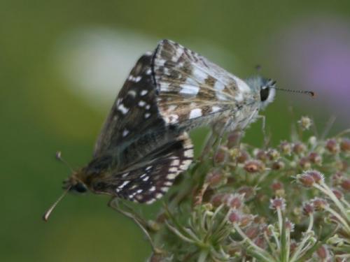 Réf. 84 274 : Pyrgus sp.