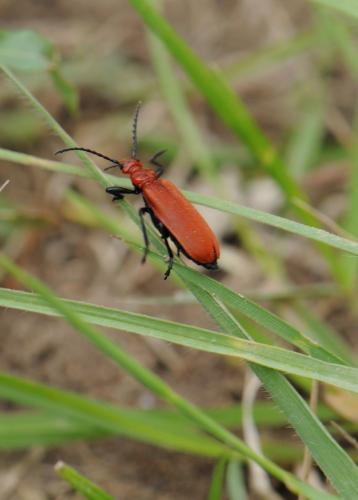 Réf. 84 843 : Pyrochroa serraticornis