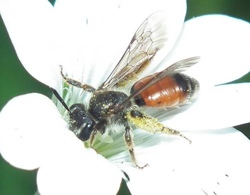 Andrena labiata