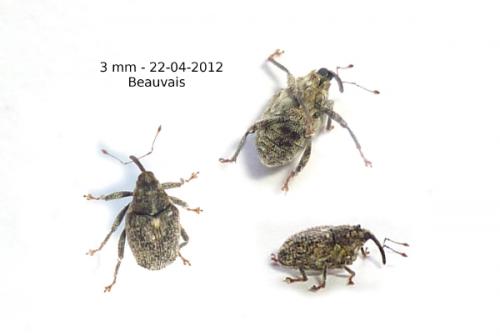 Réf. 84 058 : Ceutorhynchus pallidactylus