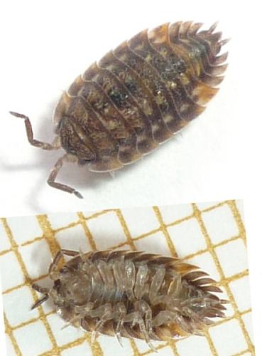 Réf. 84 321 : Oniscus asellus
