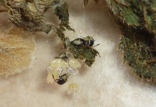 Tritomegas rotundipennis