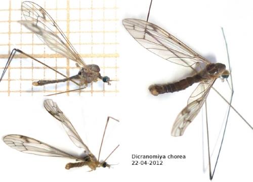 Dicranomyia chorea