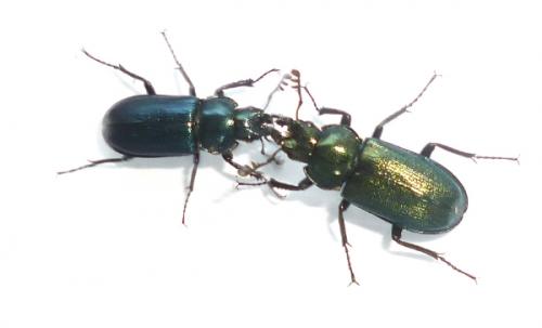 Platycerus caraboides