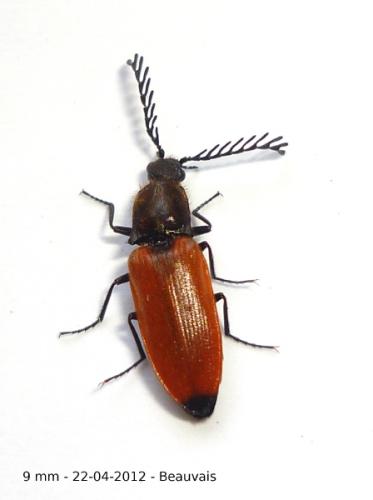 Réf. 84 056 : Anostirus castaneus