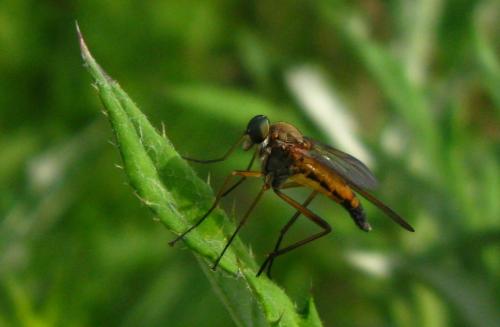 Réf. 84 552 : Rhagio sp.