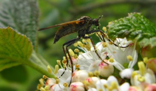 Empis tessellata