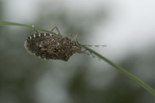 Rhaphigaster nebulosa