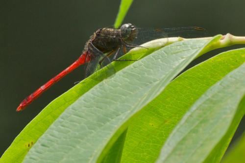 Rhodopygia sp.