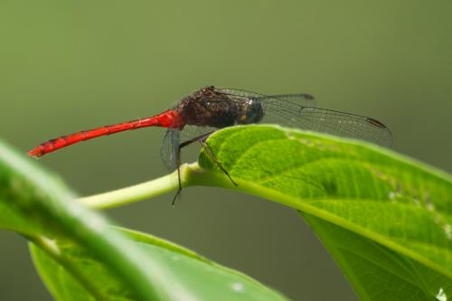 Rhodopygia sp.