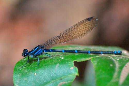 Argia sp.