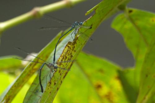 Réf. 84 834 : Lestes forficula