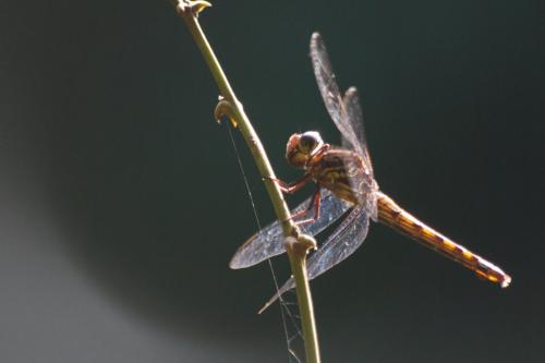 Orthemis biolleyi