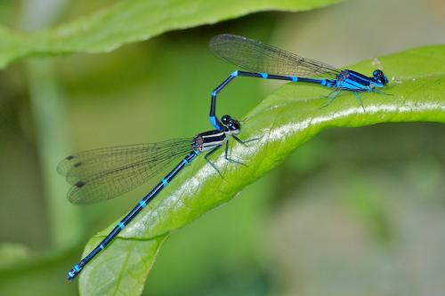 Argia sp.