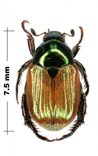 Popillia daliensis
