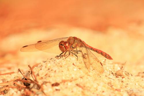 Sympetrum striolatum