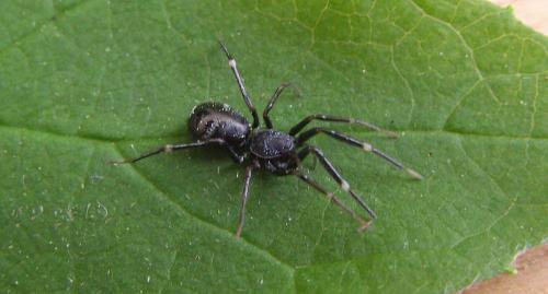 Liophrurillus flavitarsis