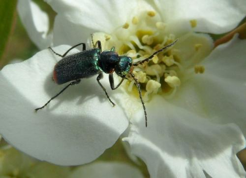 Malachius bipustulatus
