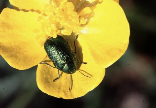 Cryptocephalus sp.