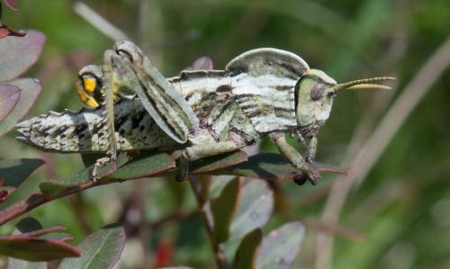 Réf. 84 524 : Pamphagus sardeus