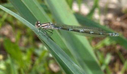 Coenagrion sp.