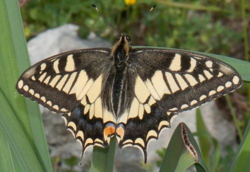 Réf. 84 660 : Papilio machaon