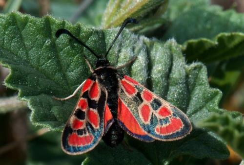 Zygaena orana