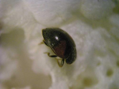 Réf. 84 163 : Scymnus interruptus