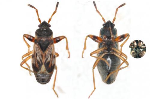 Réf. 84 118 : Scolopostethus affinis