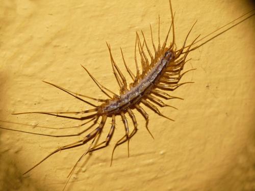 Réf. 84 147 : Scutigera coleoptrata