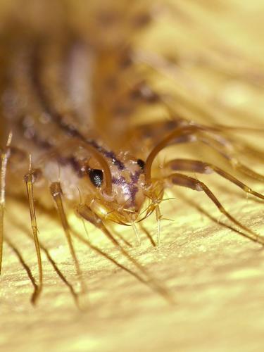 Scutigera coleoptrata