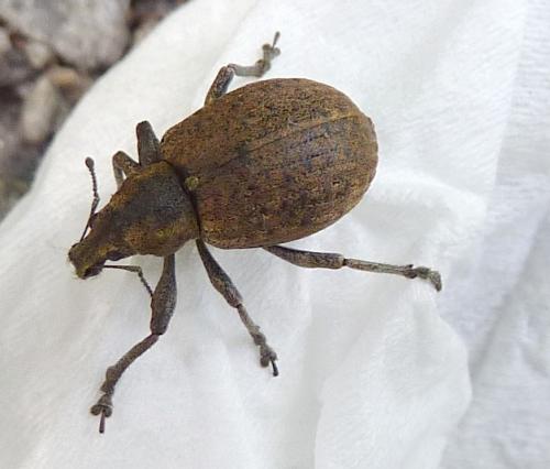 Liophloeus tessulatus