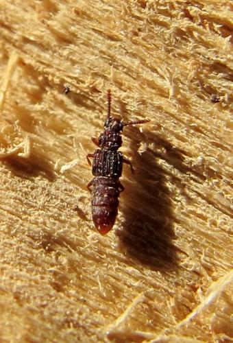 Thoracophorus corticinus