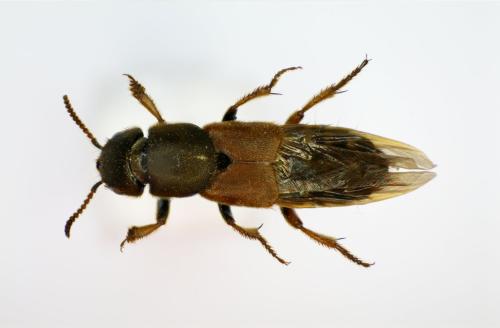 Réf. 84 875 : Platydracus flavopunctatus