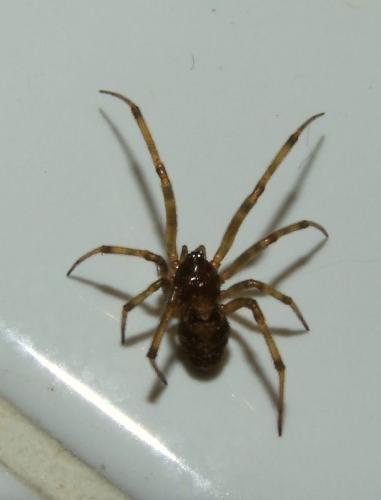 Réf. 84 801 : Steatoda triangulosa