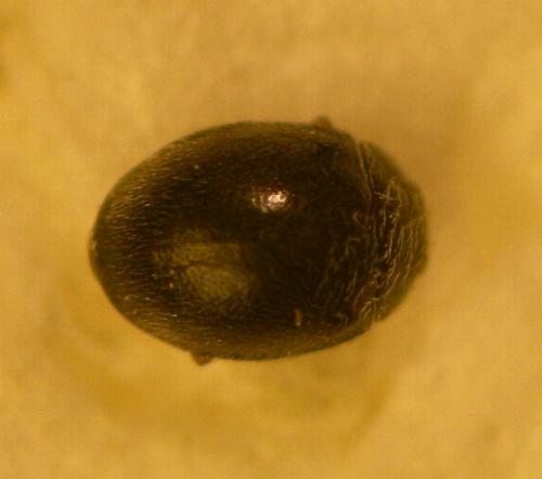 Stethorus pusillus