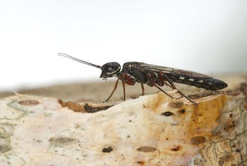Xiphydria camelus