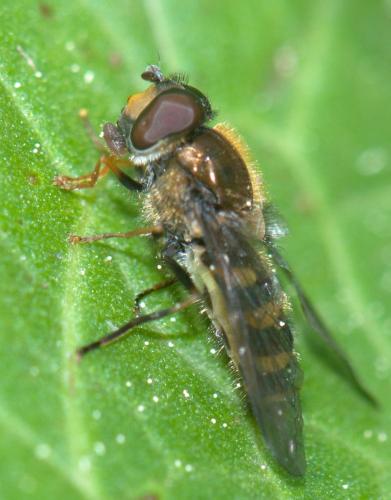 Syrphus nitidifrons