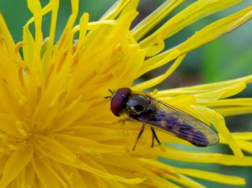 Réf. 84 281 : Platycheirus scutatus