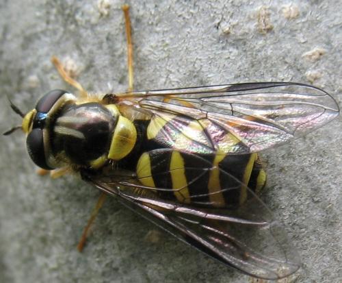 Réf. 84 050 : Dasysyrphus albostriatus