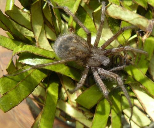 Tegenaria parietina