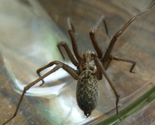 Tegenaria sp.