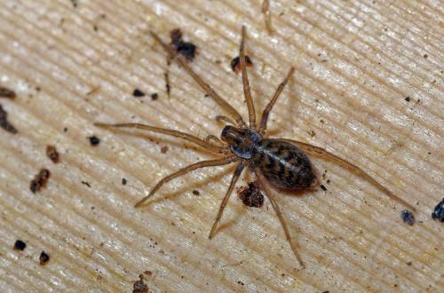 Réf. 84 666 : Tegenaria sp.