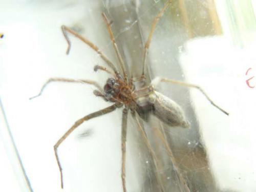 Tegenaria sp.
