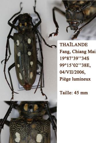 Batocera parryi