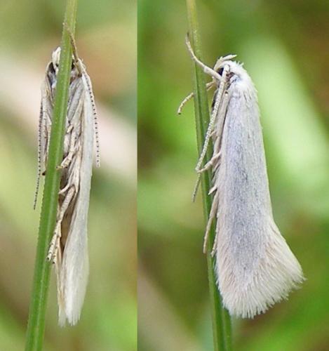 Elachista sp.